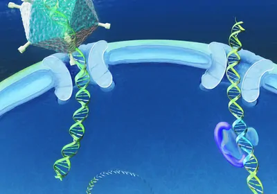 Illustration of a DNA virus sneaking genetic material into a host’s nucleus
